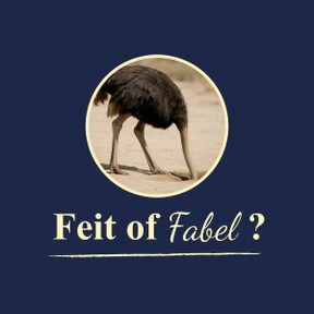 Feit of Fabel: Struisvogels steken hun kop in het zand