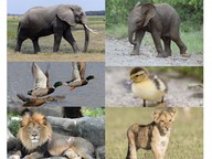 How young animals are alike and unlike their parents