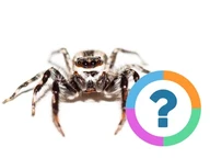 Classroom Quiz: Animals- Spiders