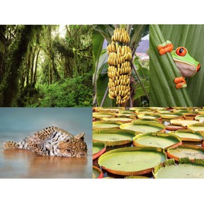 Rainforest plant adaptations
