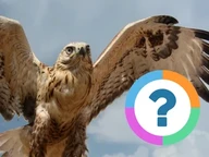 Classroom Quiz: Animals- Birds