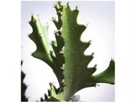 Cactus adaptations