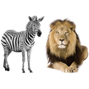 Comparing animals: birds & bats, zebras & lions, cats & mice