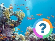 Classroom Quiz: Animals- Fish