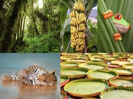 Rainforest plant adaptations