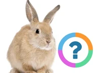 Classroom Quiz: Animals- Pets
