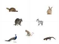 How animals change their environments