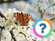 Klassrums-quiz: Djur- Fjärilar