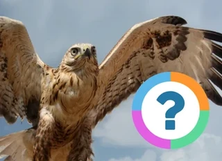 Classroom Quiz: Animals- Birds