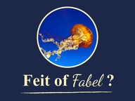 Feit of Fabel: Plassen op een kwallensteek?