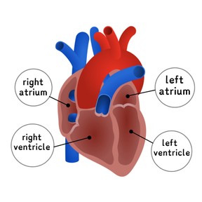 The Circulatory System (6-8)