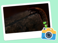 Foto van de dag: Flora & Fauna #016