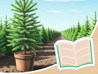 Leestekst Kerst - De kerstboom