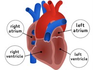 The Circulatory System (6-8)