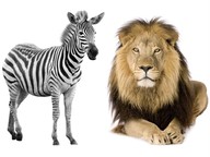 Comparing animals: birds & bats, zebras & lions, cats & mice