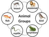 Classification of animal groups