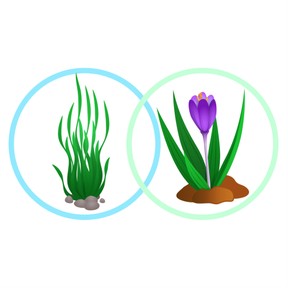 Water plant adaptations