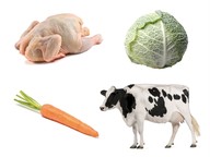 What animals eat: Herbivores, carnivores, omnivores