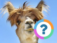 Klassenquiz: Alpaca's