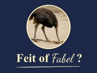 Feit of Fabel: Struisvogels steken hun kop in het zand