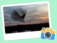 Foto van de dag: Flora & Fauna #013