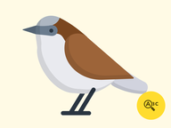 Taalontdekkers / AN: Dieren in de lucht