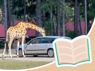 Leestekst Schoolreis - Op safari zonder naar Afrika te reizen