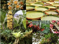 Rainforest plants